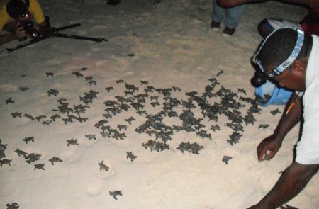 Isle of Reefs Tours - Image 3