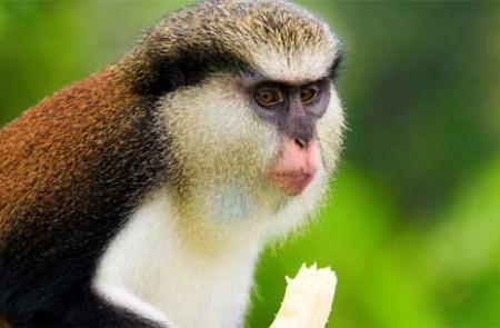 Caribbean Horizon Tours and Services - Image 2