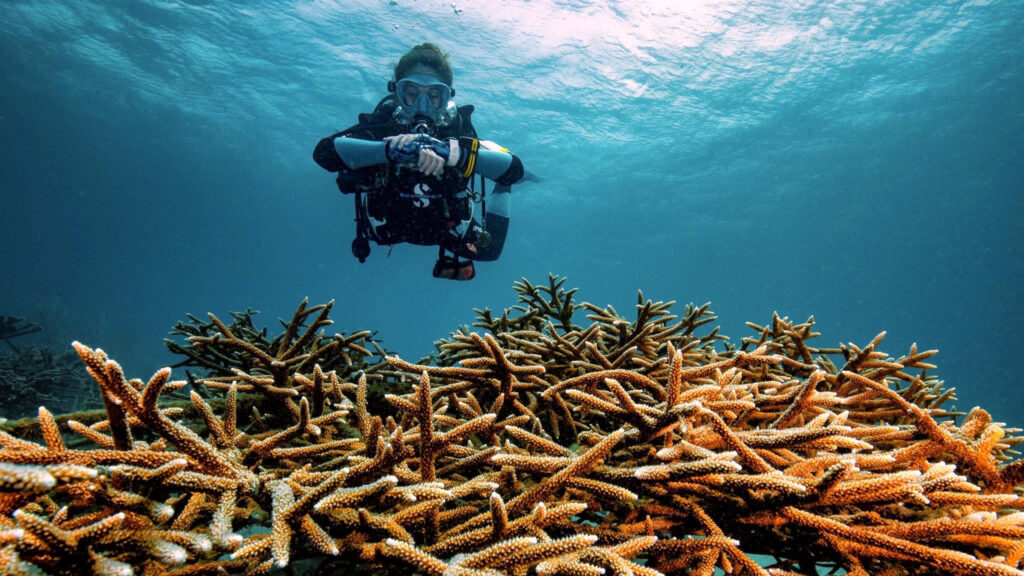 , DIVE CONSERVATION FESTIVAL: GRENADA EDITION RETURNS FOR ITS 2nd YEAR IN THE SPICE ISLE OF THE CARIBBEAN