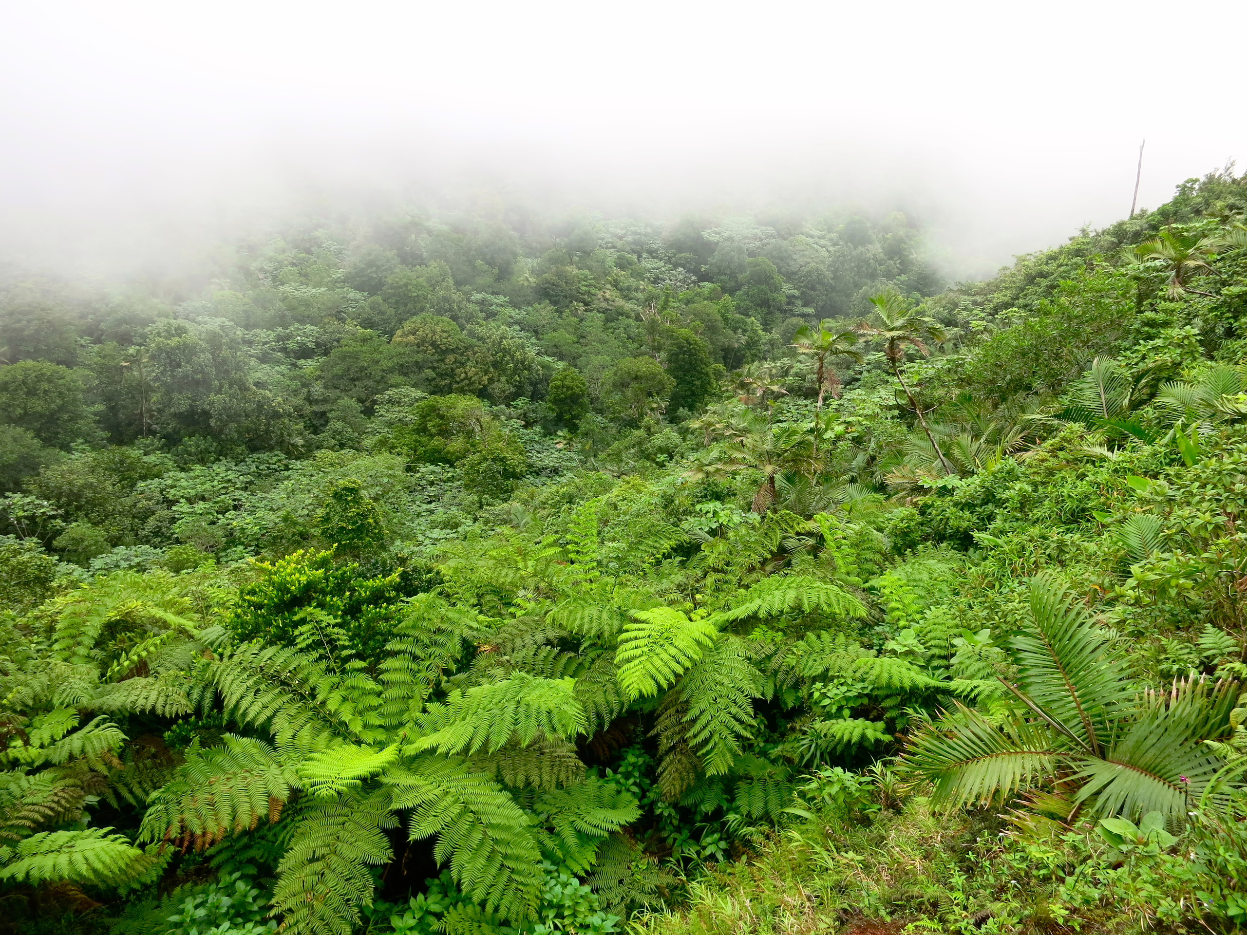 , GTA Payment Portal